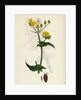 Sonchus Oleraceus Smooth Sow-Thistle by Anonymous