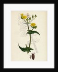 Sonchus Oleraceus Smooth Sow-Thistle by Anonymous