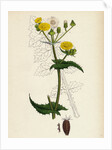 Sonchus Oleraceus Smooth Sow-Thistle by Anonymous