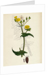 Sonchus Oleraceus Smooth Sow-Thistle by Anonymous