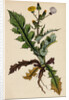 Sonchus Asper Rough Sow-Thistle Form with Pinnatifid Leaves by Anonymous