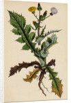 Sonchus Asper Rough Sow-Thistle Form with Pinnatifid Leaves by Anonymous