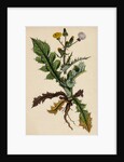 Sonchus Asper Rough Sow-Thistle Form with Pinnatifid Leaves by Anonymous