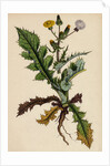 Sonchus Asper Rough Sow-Thistle Form with Pinnatifid Leaves by Anonymous