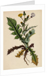 Sonchus Asper Rough Sow-Thistle Form with Pinnatifid Leaves by Anonymous