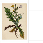 Sonchus Asper Rough Sow-Thistle Form with Pinnatifid Leaves by Anonymous