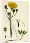 Sonchus Arvensis Corn Sow-Thistle by Anonymous