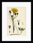 Sonchus Arvensis Corn Sow-Thistle by Anonymous
