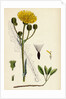 Sonchus Arvensis Corn Sow-Thistle by Anonymous