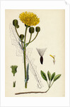 Sonchus Arvensis Corn Sow-Thistle by Anonymous