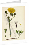 Sonchus Arvensis Corn Sow-Thistle by Anonymous