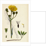 Sonchus Arvensis Corn Sow-Thistle by Anonymous