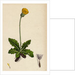 Hypochoeris Maculata Spotted Cat's-Ear by Anonymous