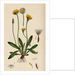 Leontodon Hirtus Hairy Hawk-Bit by Anonymous