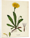 Leontodon Hispidus Rough Hawk-Bit by Anonymous