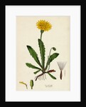 Leontodon Hispidus Rough Hawk-Bit by Anonymous
