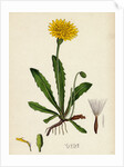 Leontodon Hispidus Rough Hawk-Bit by Anonymous