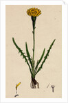 Leontodon Autumnalis Var. Pratensis Autumnal Hawk-Bit Var. B. by Anonymous