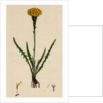 Leontodon Autumnalis Var. Pratensis Autumnal Hawk-Bit Var. B. by Anonymous