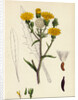 Picris Hieracioides Hawk-Weed Ox-Tongue by Anonymous