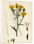 Picris Hieracioides Hawk-Weed Ox-Tongue by Anonymous
