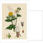 Helminthia Echioides Bristly Ox-Tongue by Anonymous