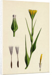 Tragopogon Pratensis Var. Genuinus Yellow Goat's-Beard Var. A. by Anonymous