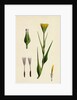 Tragopogon Pratensis Var. Genuinus Yellow Goat's-Beard Var. A. by Anonymous