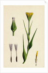 Tragopogon Pratensis Var. Genuinus Yellow Goat's-Beard Var. A. by Anonymous