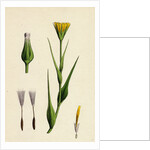 Tragopogon Pratensis Var. Genuinus Yellow Goat's-Beard Var. A. by Anonymous