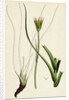 Tragopogon Pratensis Var. Minor Yellow Goat's-Beard Var. B. by Anonymous