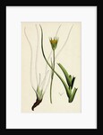 Tragopogon Pratensis Var. Minor Yellow Goat's-Beard Var. B. by Anonymous