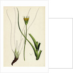 Tragopogon Pratensis Var. Minor Yellow Goat's-Beard Var. B. by Anonymous