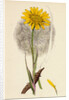 Tragopogon Pratensis Var. Grandiflorus Yellow Goat's-Beard Var. Y. by Anonymous