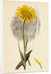 Tragopogon Pratensis Var. Grandiflorus Yellow Goat's-Beard Var. Y. by Anonymous
