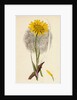 Tragopogon Pratensis Var. Grandiflorus Yellow Goat's-Beard Var. Y. by Anonymous