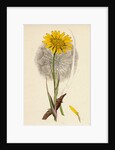 Tragopogon Pratensis Var. Grandiflorus Yellow Goat's-Beard Var. Y. by Anonymous