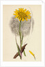 Tragopogon Pratensis Var. Grandiflorus Yellow Goat's-Beard Var. Y. by Anonymous