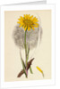Tragopogon Pratensis Var. Grandiflorus Yellow Goat's-Beard Var. Y. by Anonymous