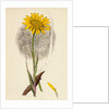 Tragopogon Pratensis Var. Grandiflorus Yellow Goat's-Beard Var. Y. by Anonymous