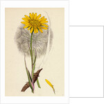 Tragopogon Pratensis Var. Grandiflorus Yellow Goat's-Beard Var. Y. by Anonymous