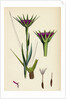 Tragopogon Porrifolius Salsify by Anonymous