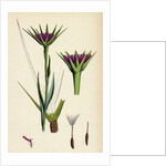 Tragopogon Porrifolius Salsify by Anonymous