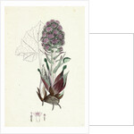 Petasites Vulgaris Common Butter-Bur Sub-Male by Anonymous