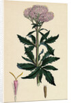Eupatorium Cannabinum Common Hemp-Agrimony by Anonymous