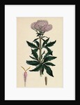 Eupatorium Cannabinum Common Hemp-Agrimony by Anonymous
