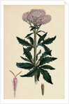 Eupatorium Cannabinum Common Hemp-Agrimony by Anonymous