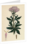 Eupatorium Cannabinum Common Hemp-Agrimony by Anonymous
