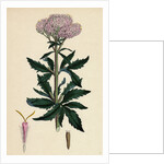 Eupatorium Cannabinum Common Hemp-Agrimony by Anonymous
