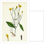 Lapsana Communis Common Nipple-Wort by Anonymous